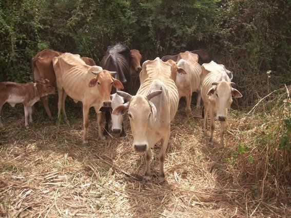 Etiopia · Pastori e animali della Regione Somala