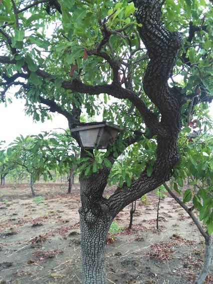 Ghana · Apicoltura nelle aree protette