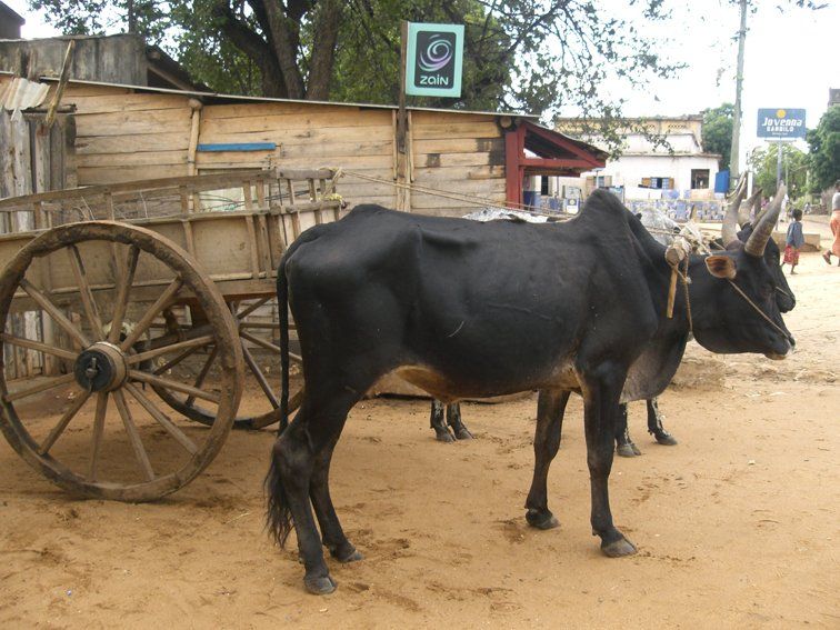 Madagascar · Orti e villaggi