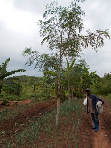 Muringa
